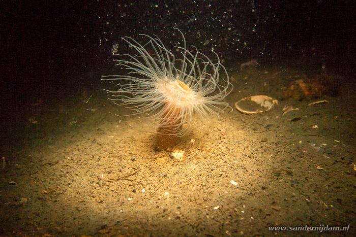 Weduweroosje, Scharendijke 23-5-2014